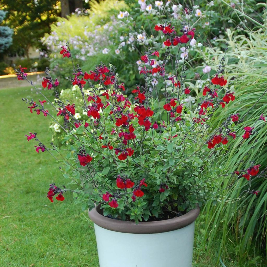 Sauge arbustive - Salvia microphylla Reve Rouge