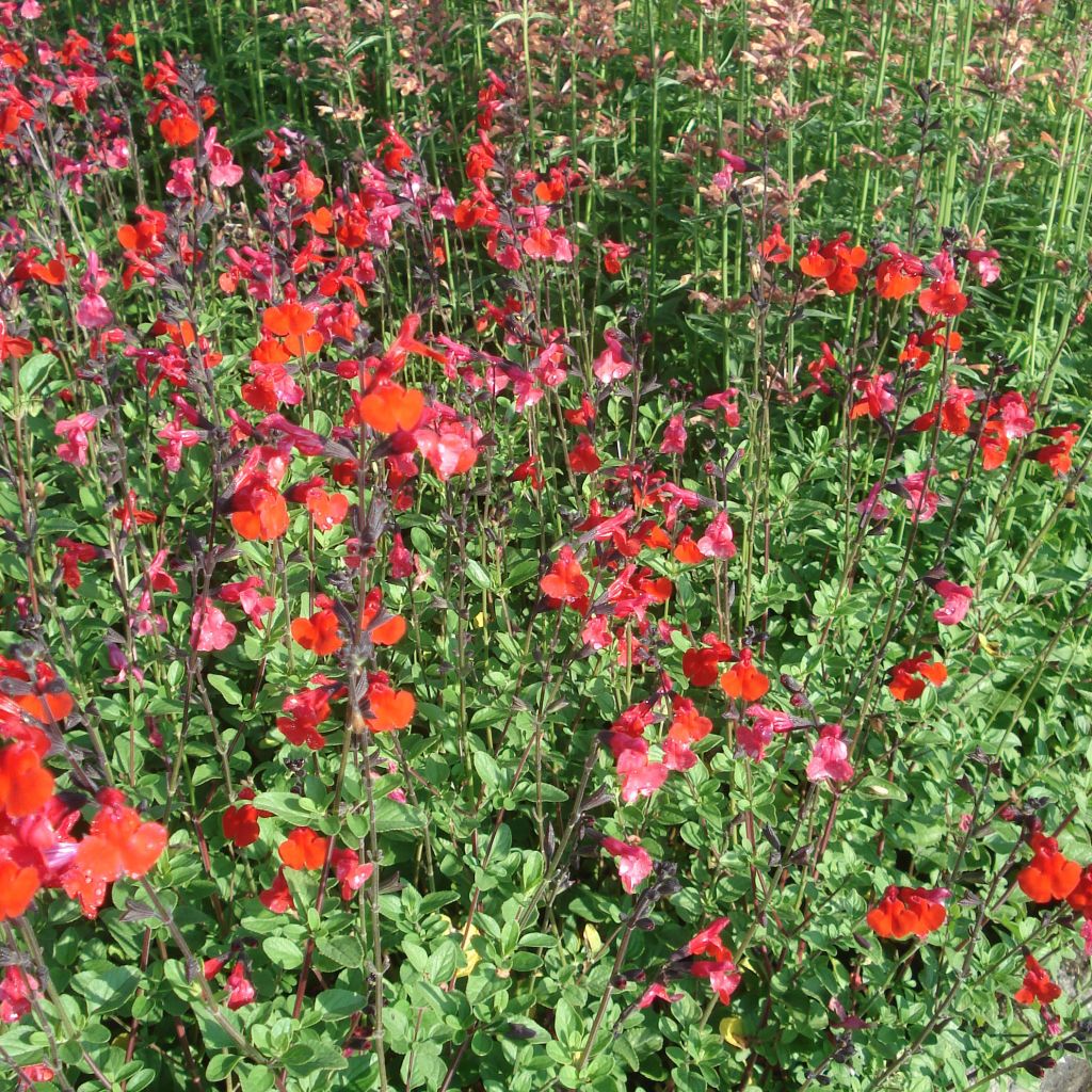 Sauge arbustive rouge sombre - Salvia microphylla Royal Bumble 