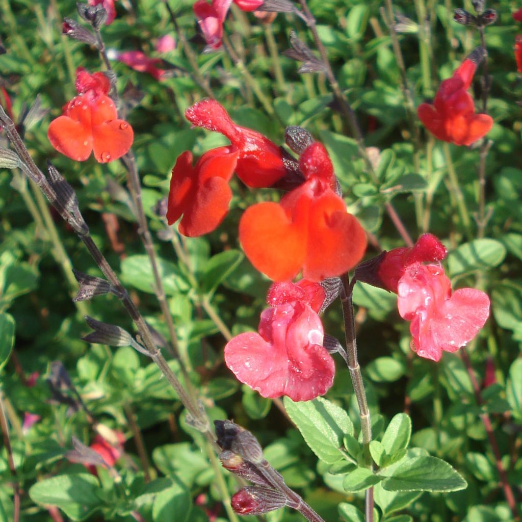 Sauge arbustive rouge sombre - Salvia microphylla Royal Bumble 