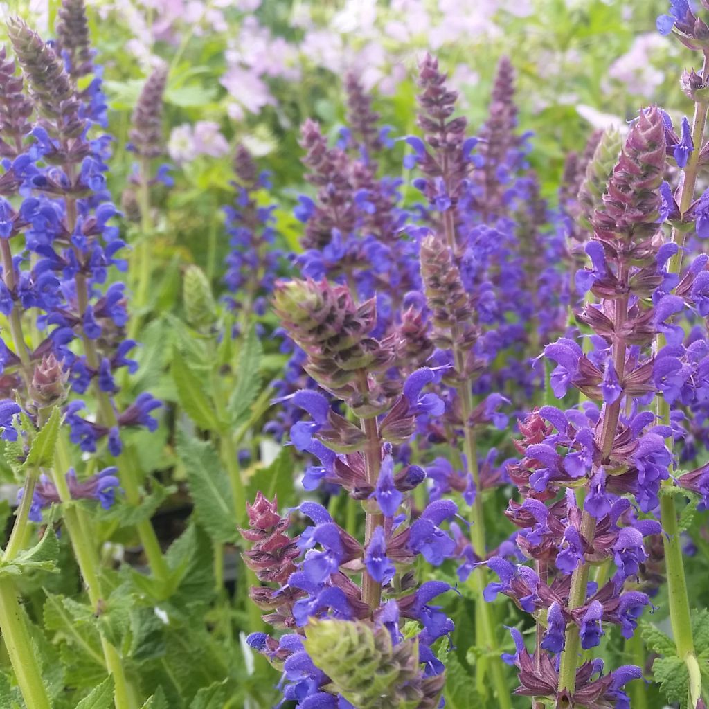 Salvia nemorosa April Night - Sauge des bois