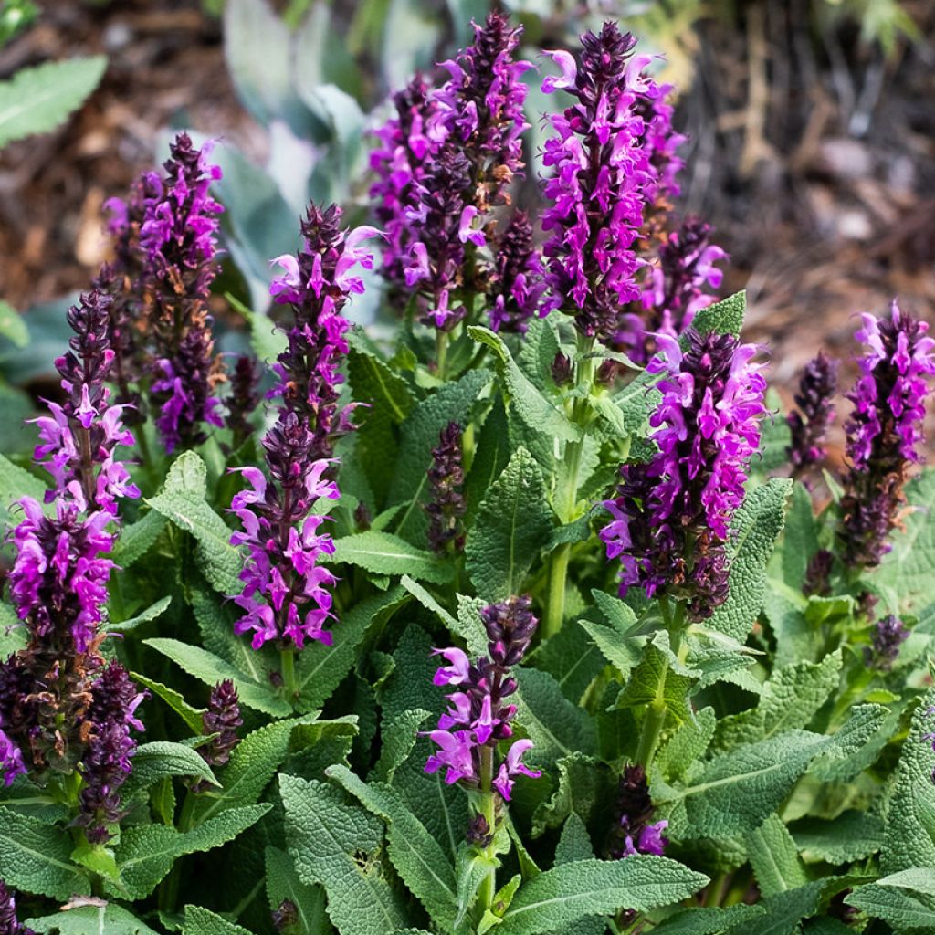 Salvia nemorosa Bumbleberry - Sauge des bois