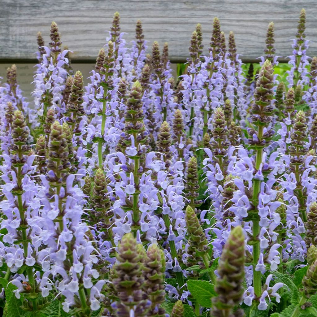 Salvia nemorosa Bumblesky - Sauge des bois