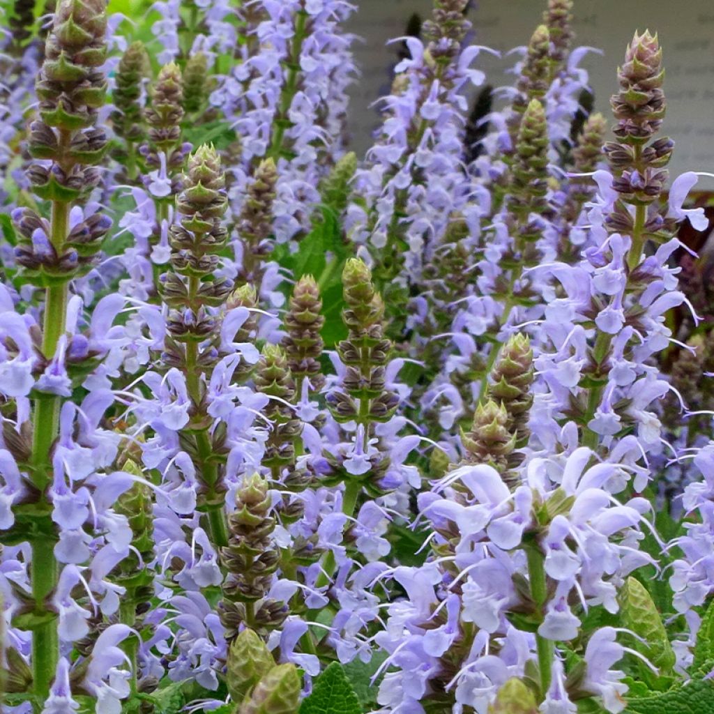 Salvia nemorosa Bumblesky - Sauge des bois