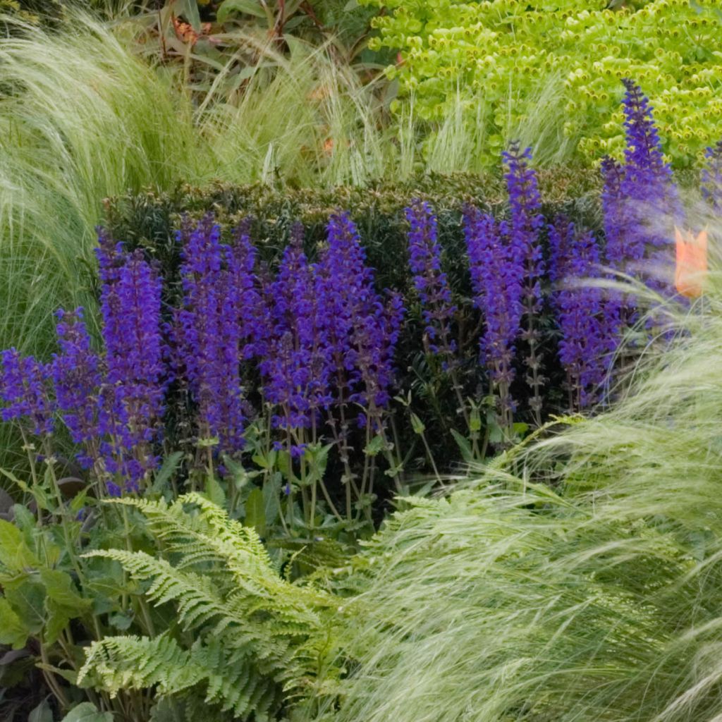 Salvia nemorosa Mainacht - Sauge des bois bleu violet