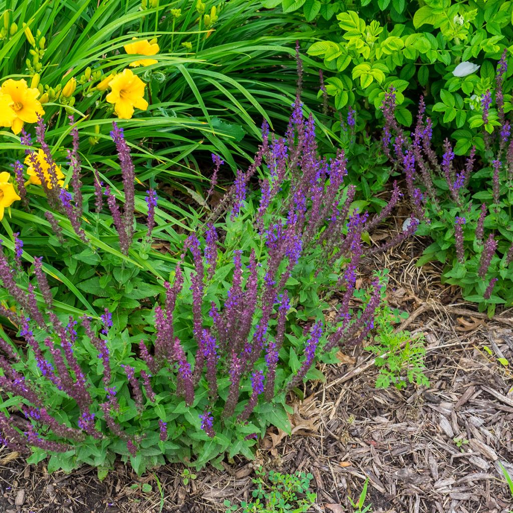 Salvia nemorosa Marcus Haeumanarc - Sauge des bois