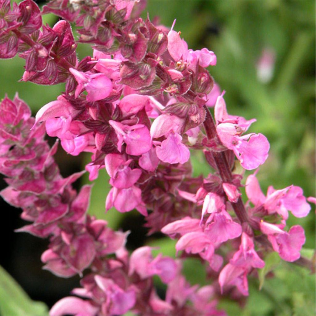 SALVIA nemorosa Rose Queen (Rosakönigin) - Sauge des bois 