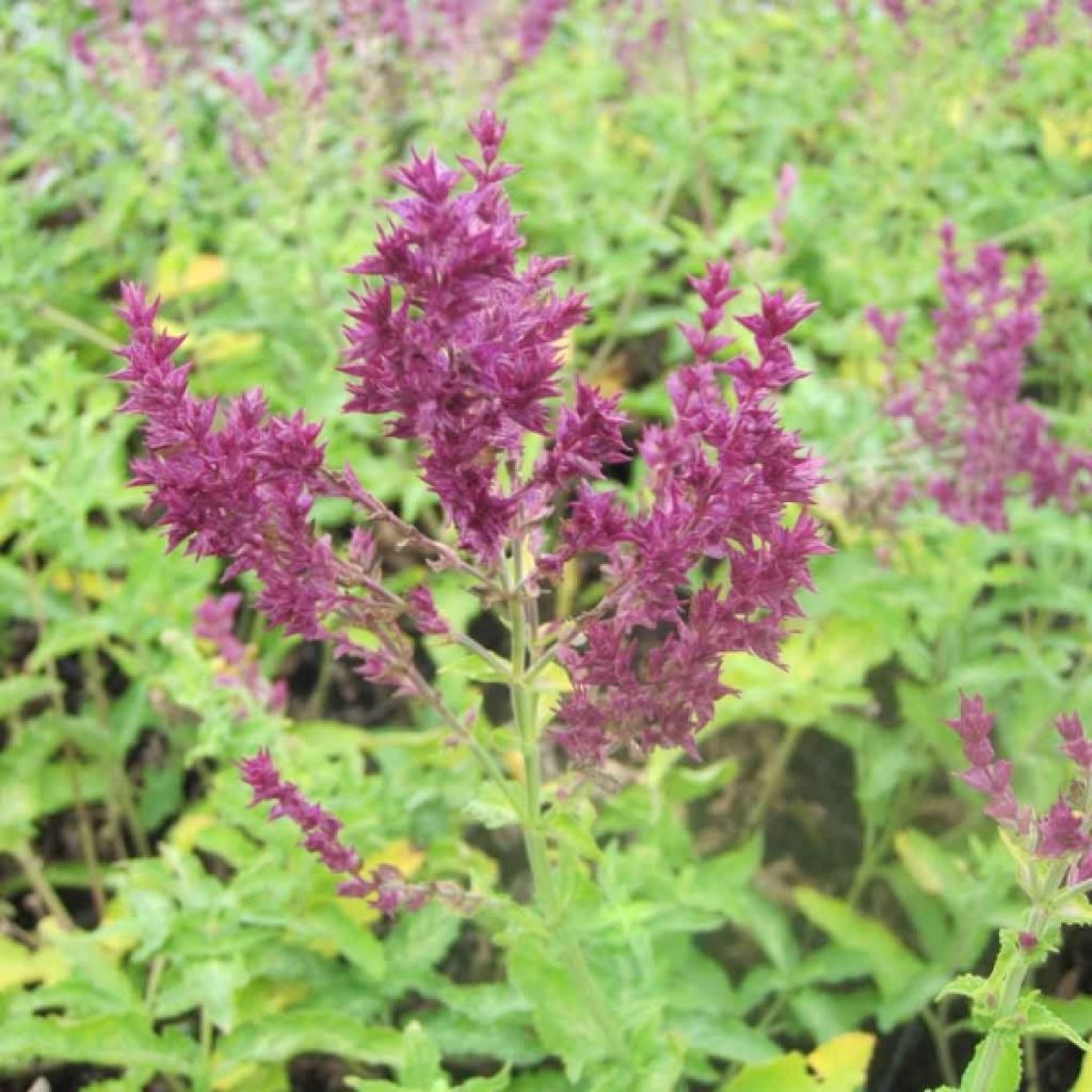 Sauge - Salvia nemorosa Schwellenburg