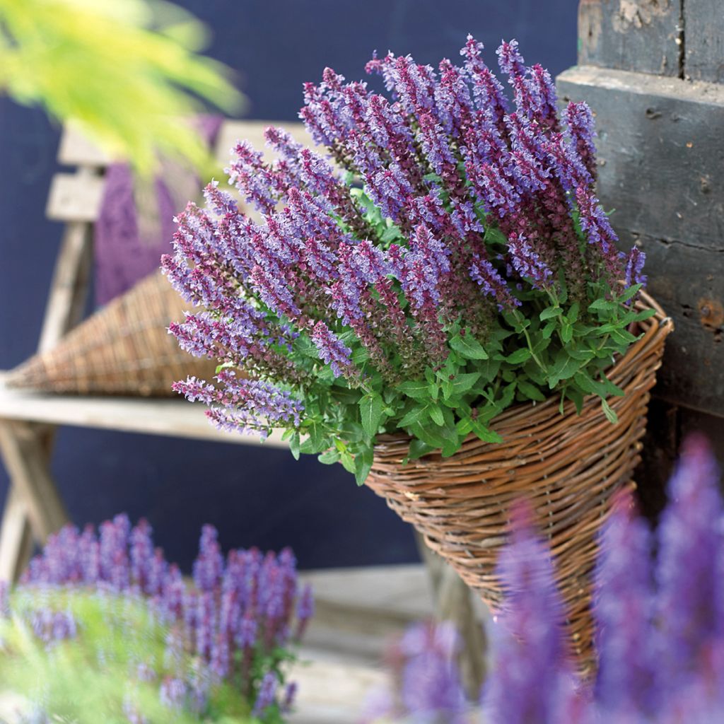 Salvia nemorosa Sensation Deep Blue - Sauge des bois