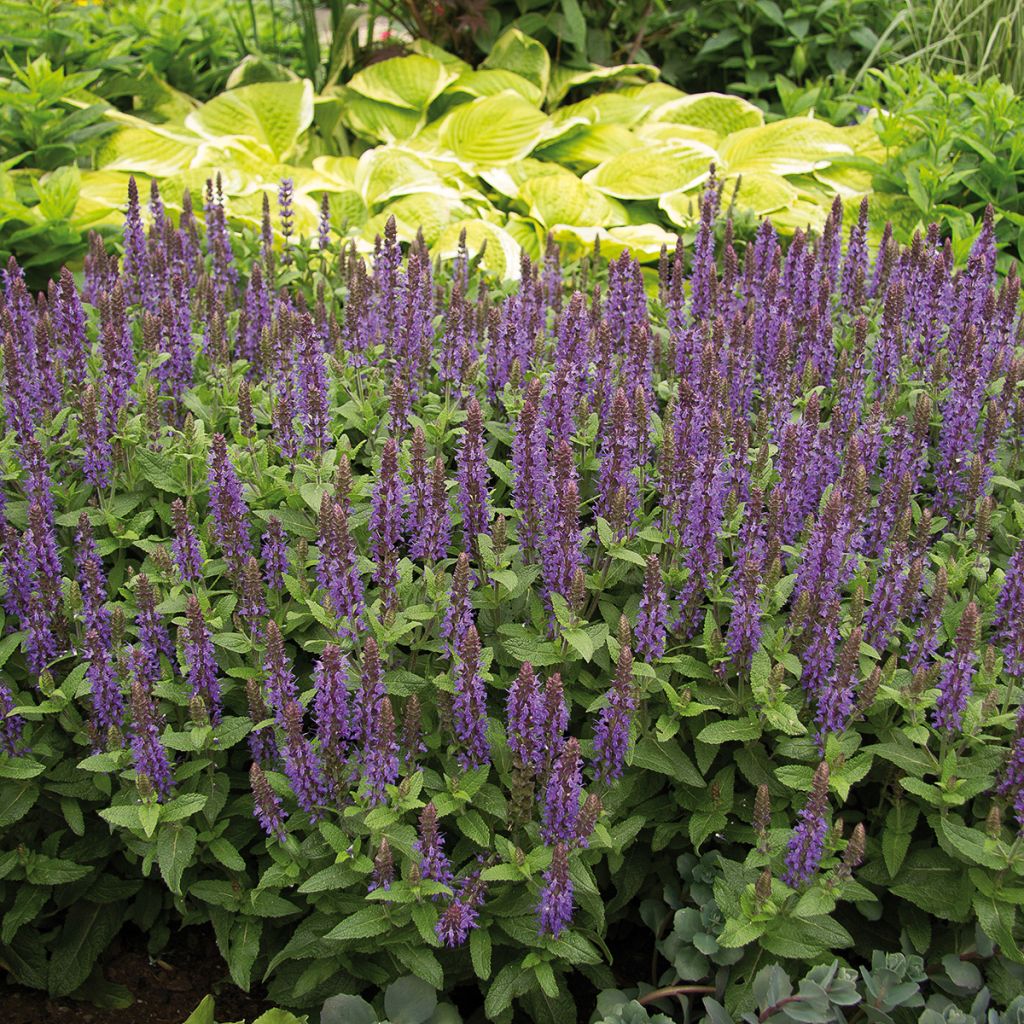 Salvia nemorosa Sensation Deep Blue - Sauge des bois