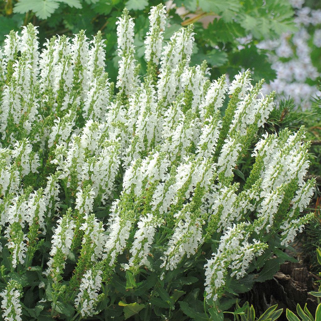 Salvia nemorosa Sensation White - Sauge des bois
