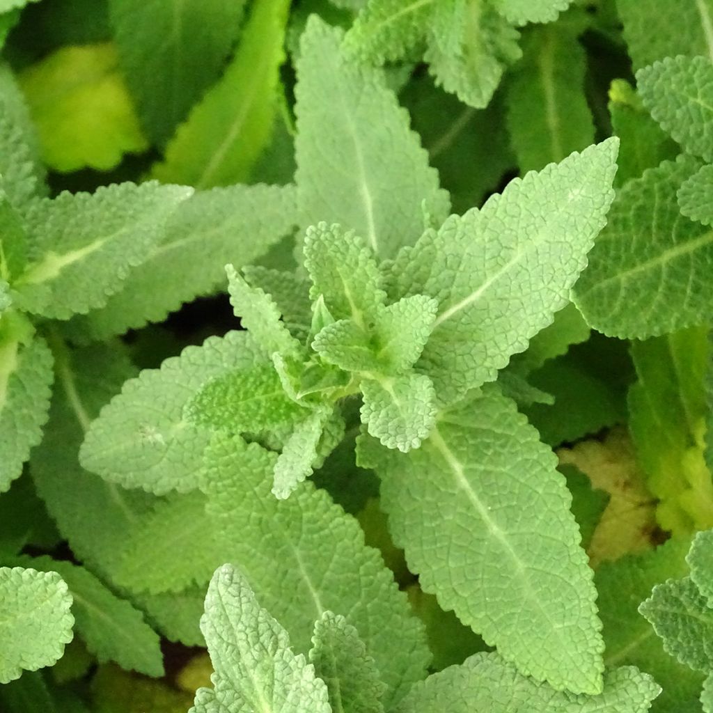 Salvia nemorosa Sensation White - Sauge des bois