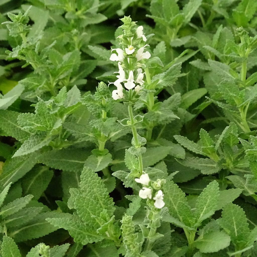 Salvia nemorosa Sensation White - Sauge des bois