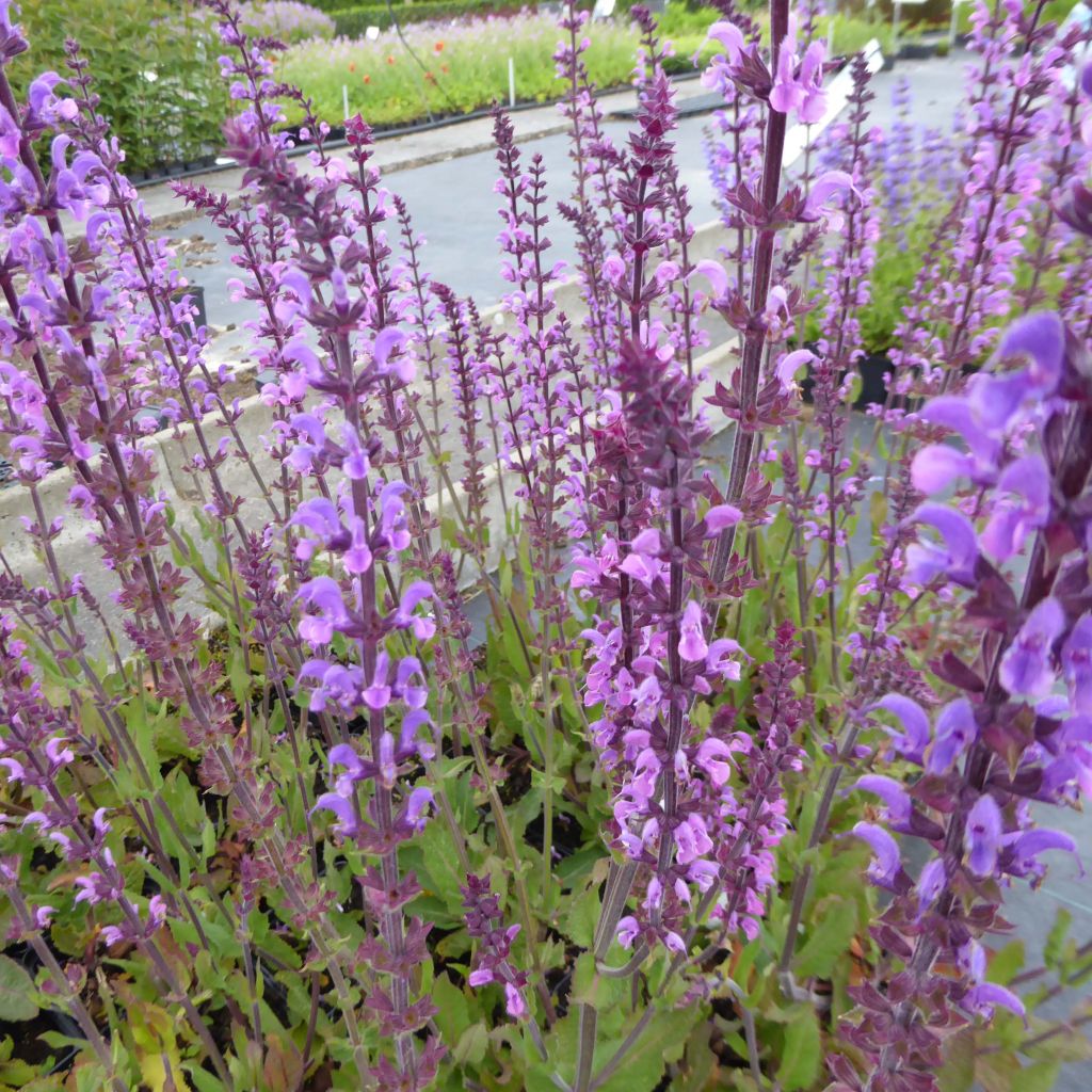 Salvia nemorosa Serenade - Sauge des bois