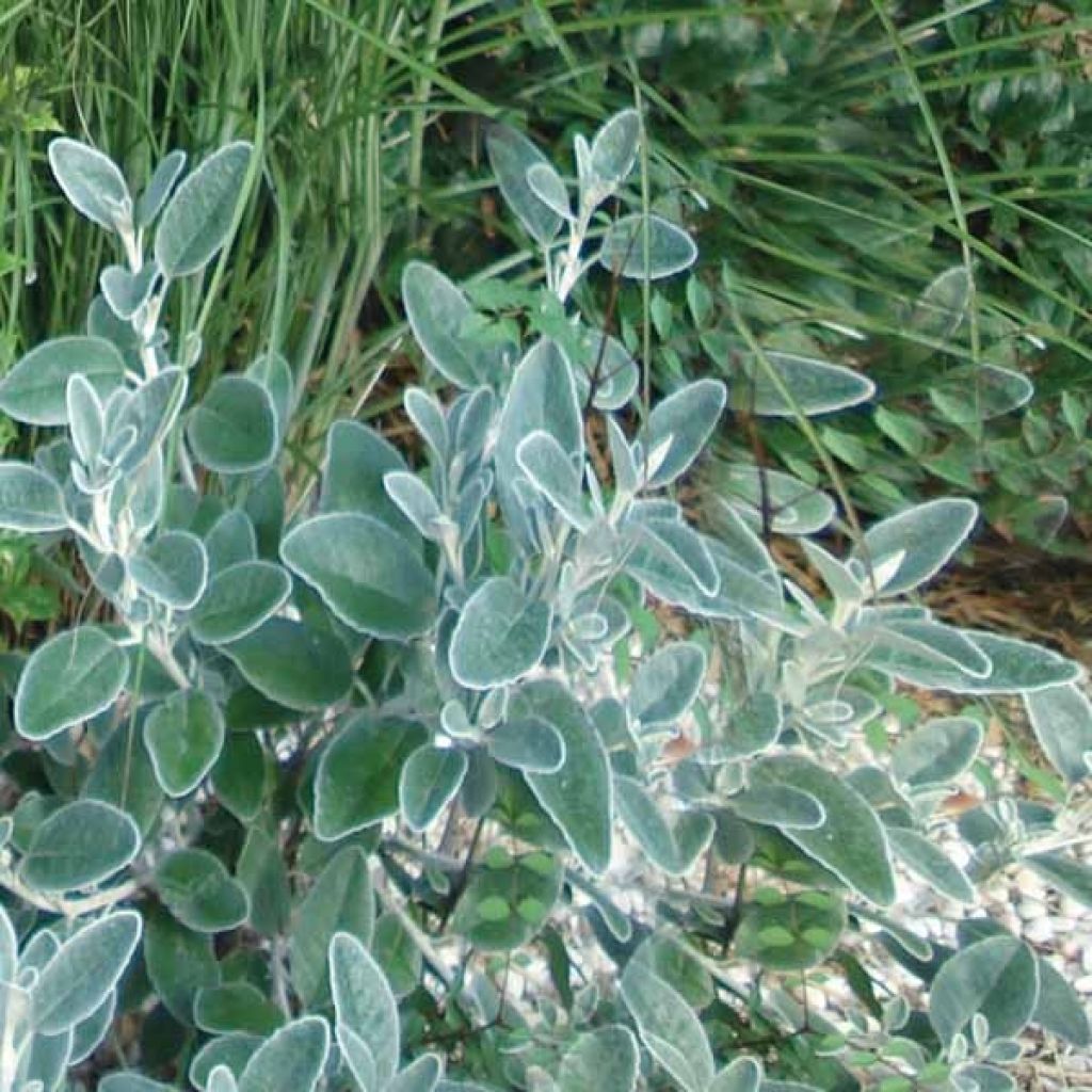 Sauge officinale - Salvia officinalis Berggarten