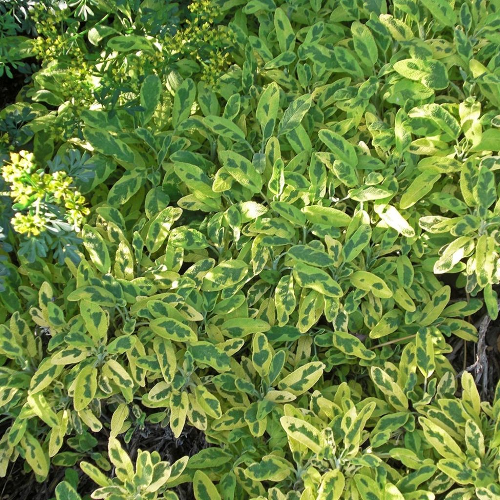 Salvia officinalis Icterina - Sauge officinale Icterina