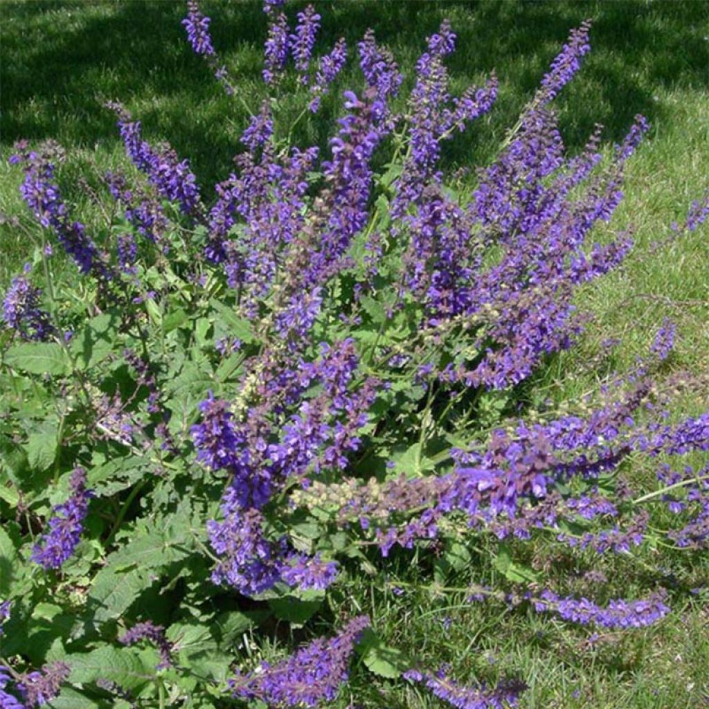 Salvia pratensis - Sauge des près.