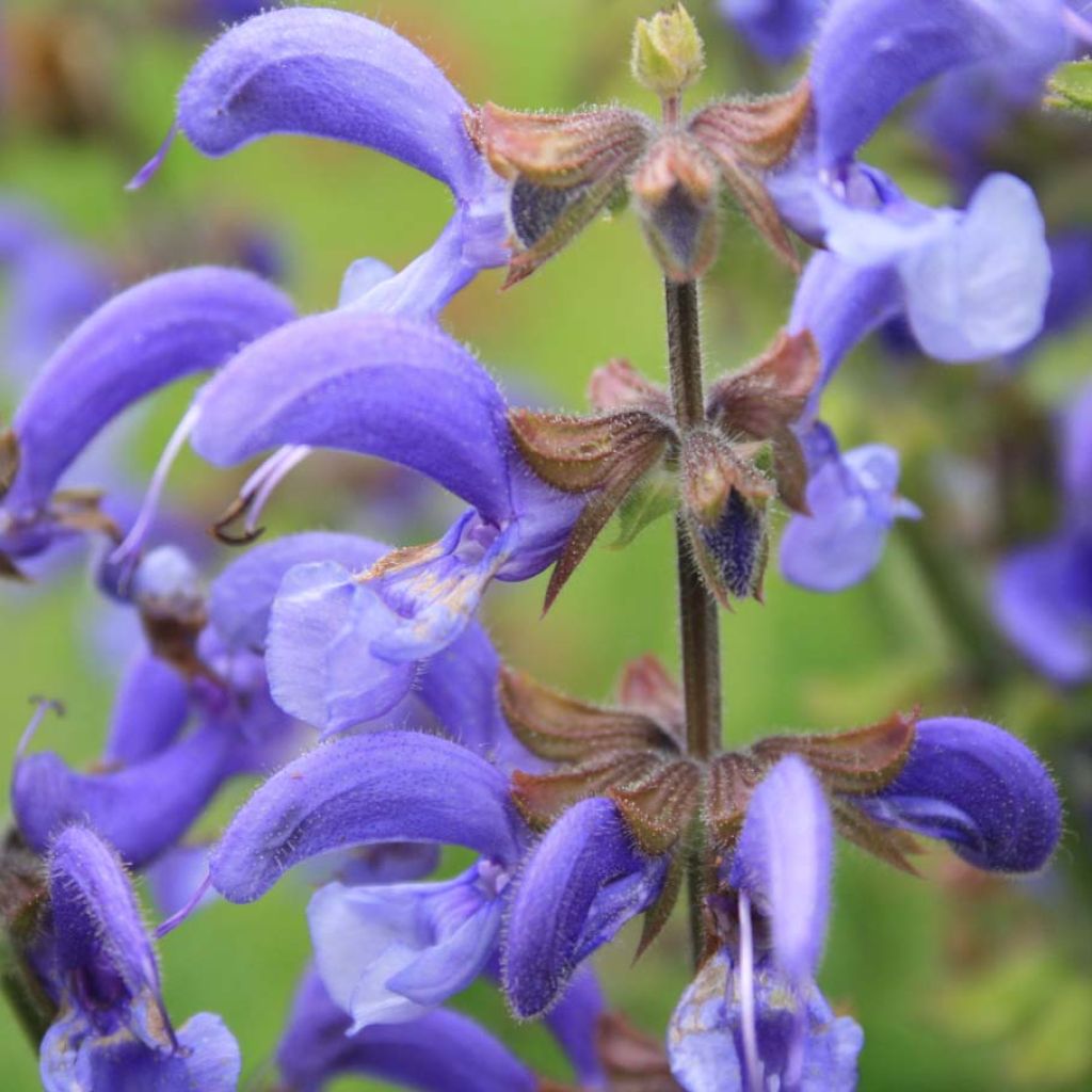 Salvia pratensis - Sauge des près.