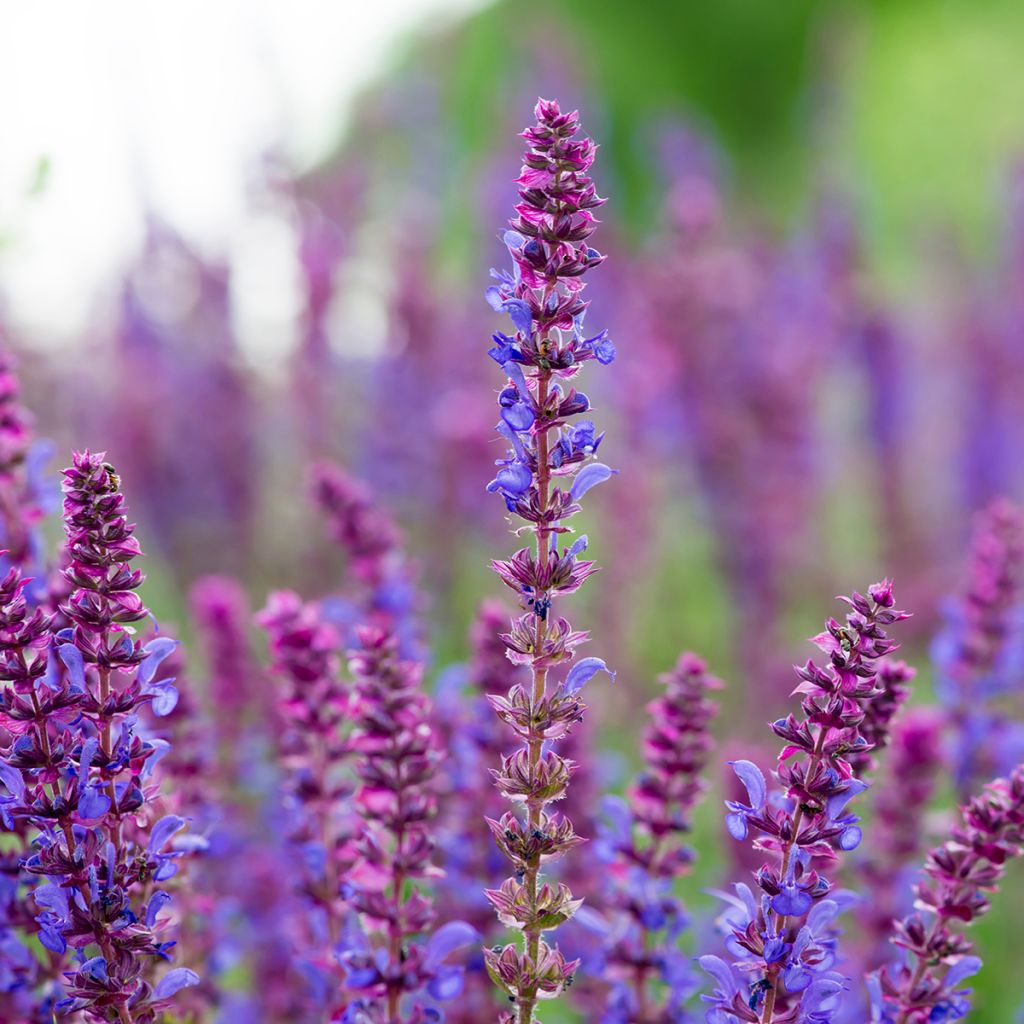 Salvia pratensis Lyrical Blues - Sauge des près