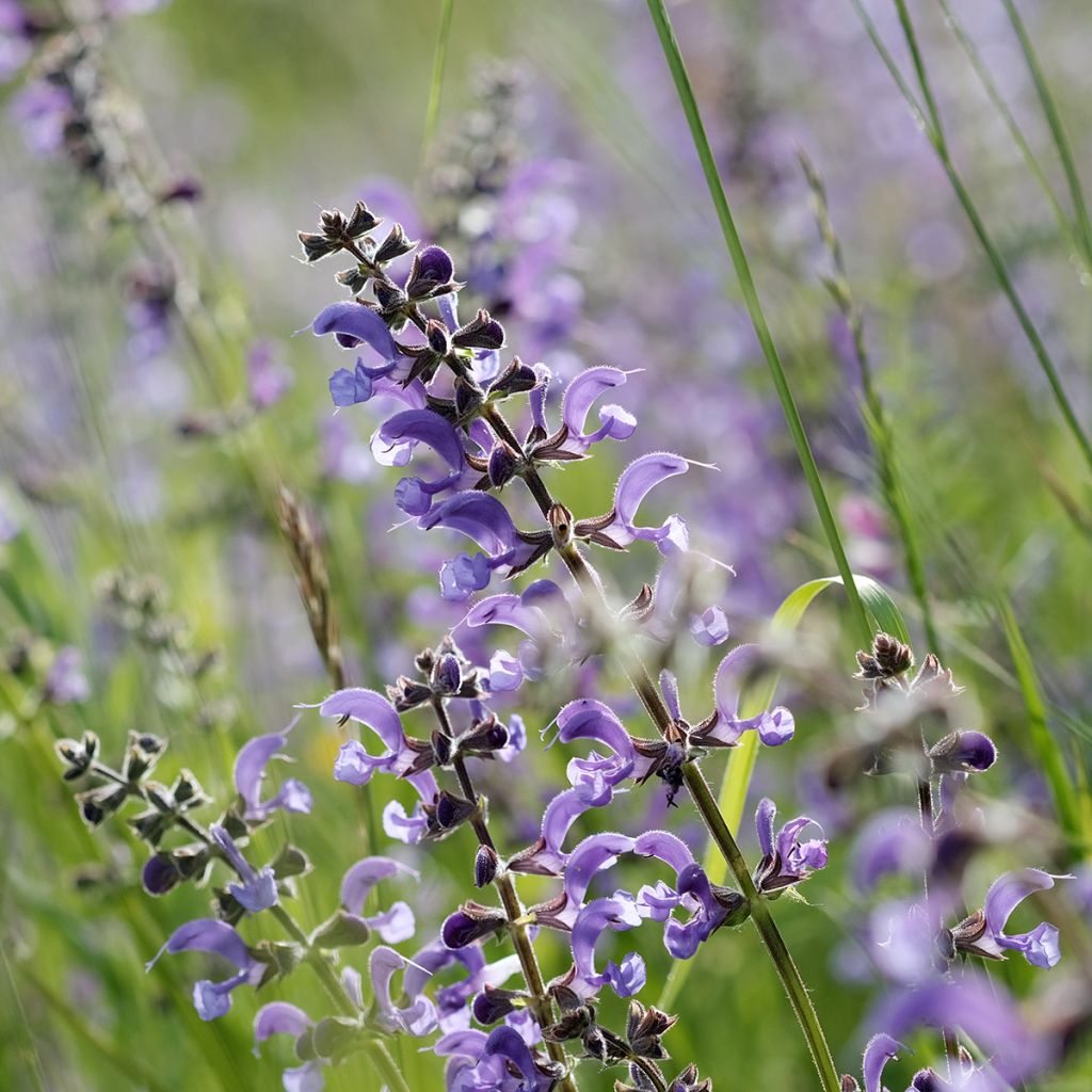 Salvia pratensis Sky Dance - Sauge des près bleu clair - Vivace