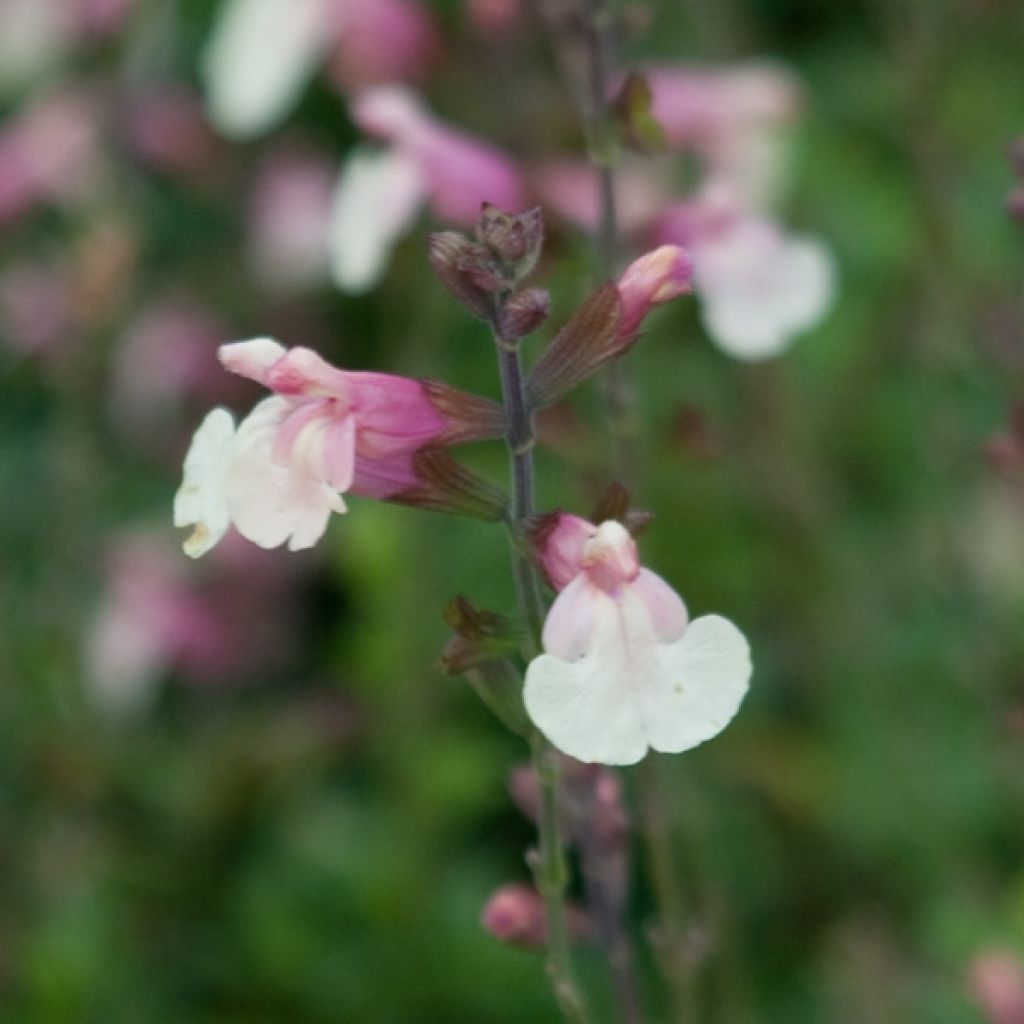 Sauge - Salvia jamensis Sierra San Antonio