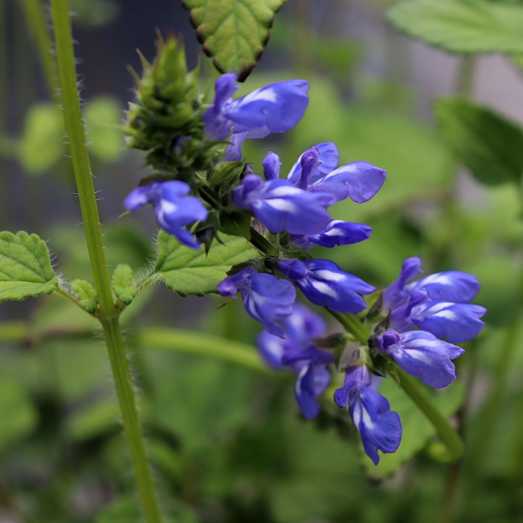 Salvia setulosa - Sauge hérissée