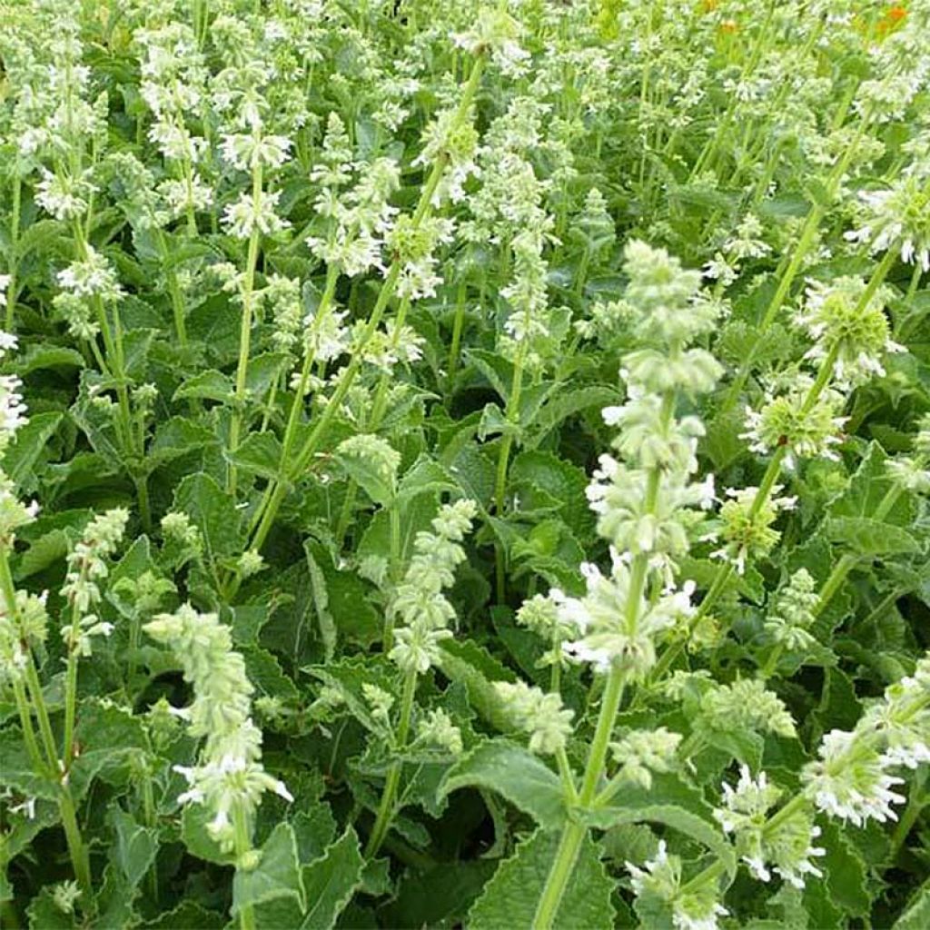 Salvia verticillata Alba - Sauge verticillée à fleurs blanches