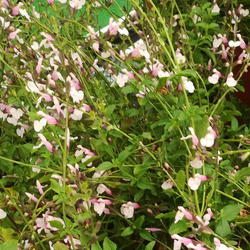 Salvia x jamensis Delice Roselilac - sauge arbustive