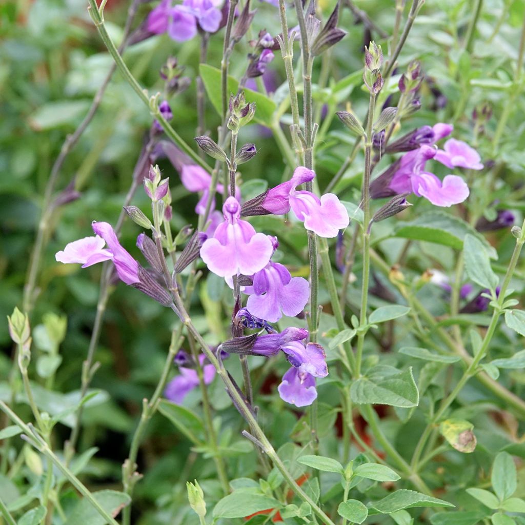 Salvia x jamensis Carolus - sauge arbustive