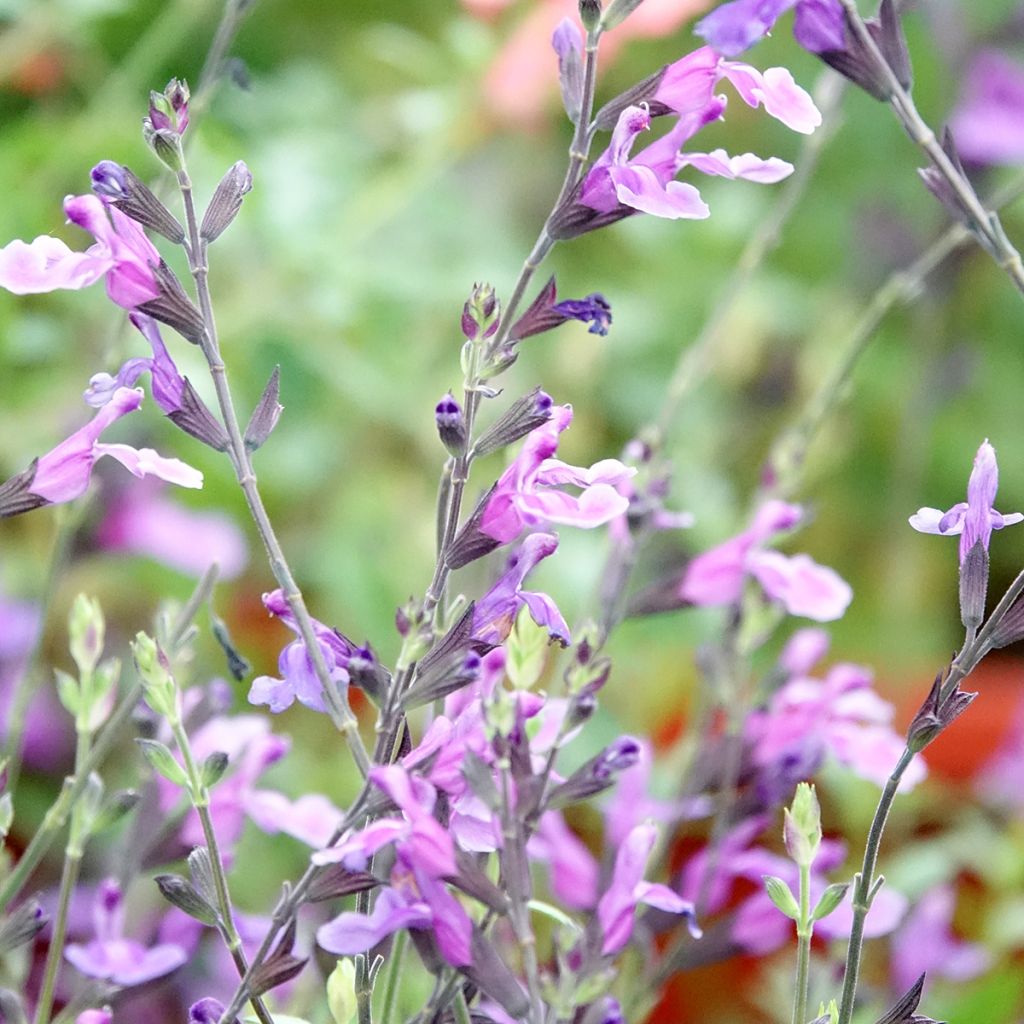 Salvia x jamensis Carolus - sauge arbustive