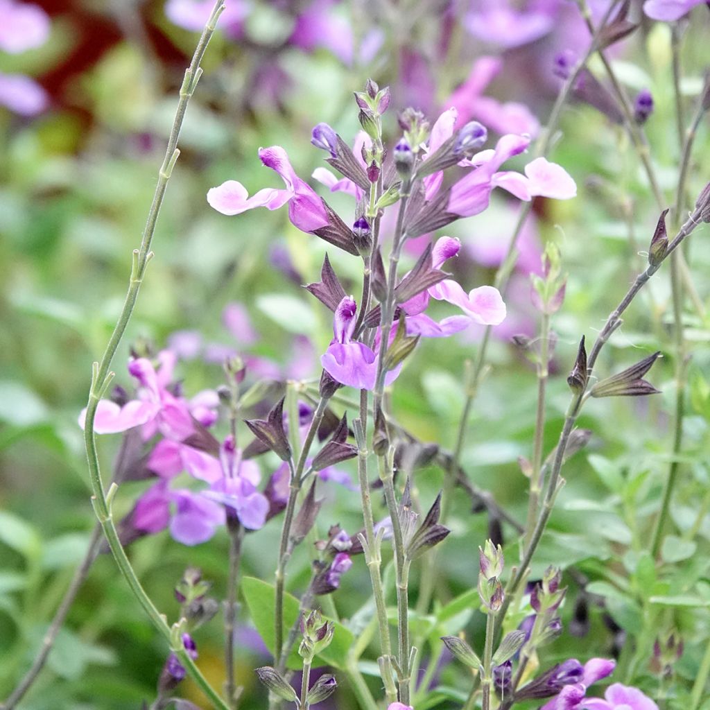 Salvia x jamensis Carolus - sauge arbustive