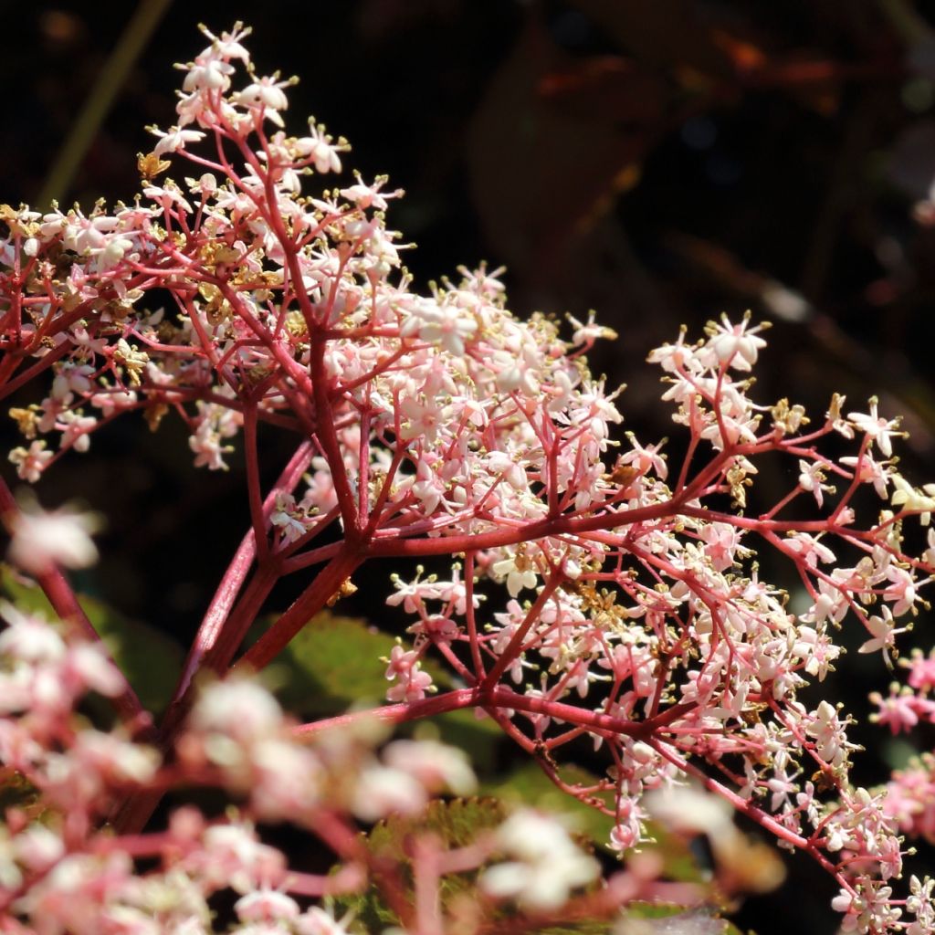 Sambucus Chocolate Marzipan - sureau