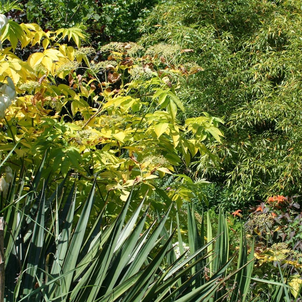 Sureau noir  - Sambucus nigra Aurea