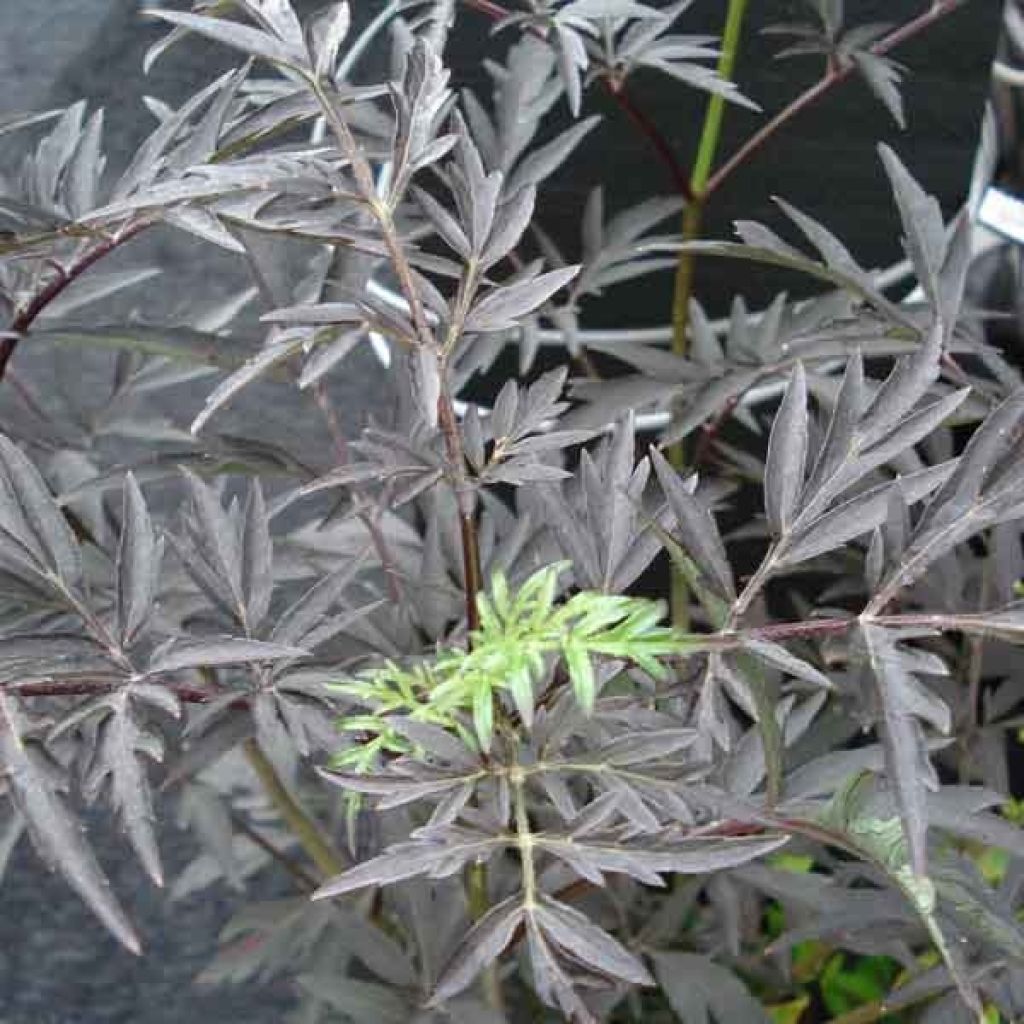 Sureau noir - Sambucus nigra Black Lace (Eva)