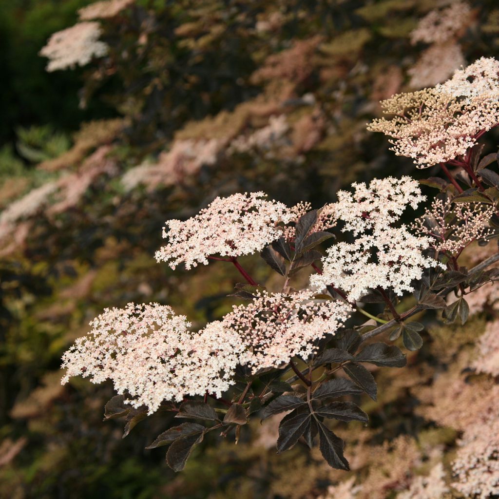 Sureau noir - Sambucus nigra Guincho Purple (Purpurea)