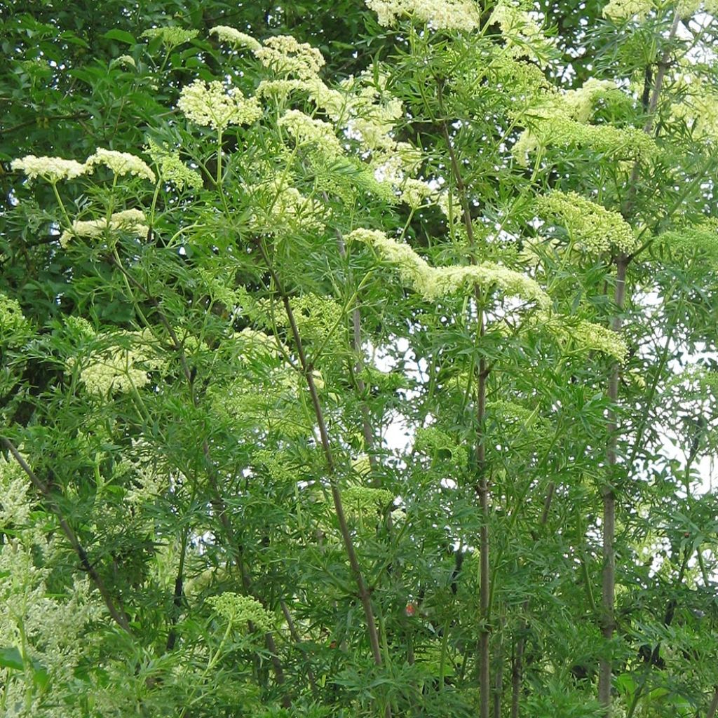 Sureau noir - Sambucus nigra Laciniata