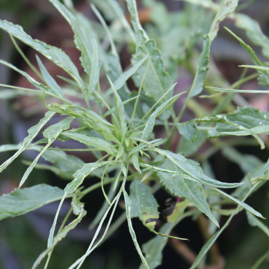 Sureau noir - Sambucus nigra Linearis