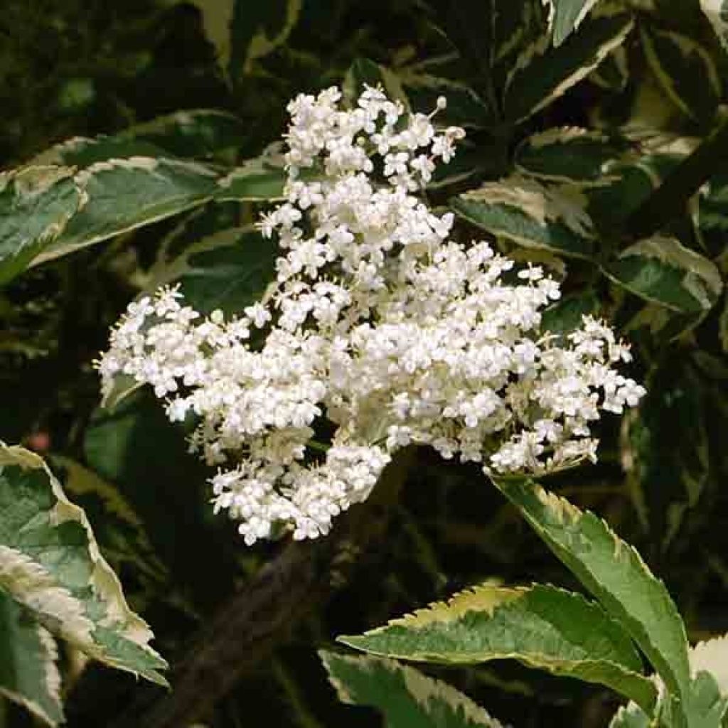 Sureau noir, Sambucus nigra Madonna