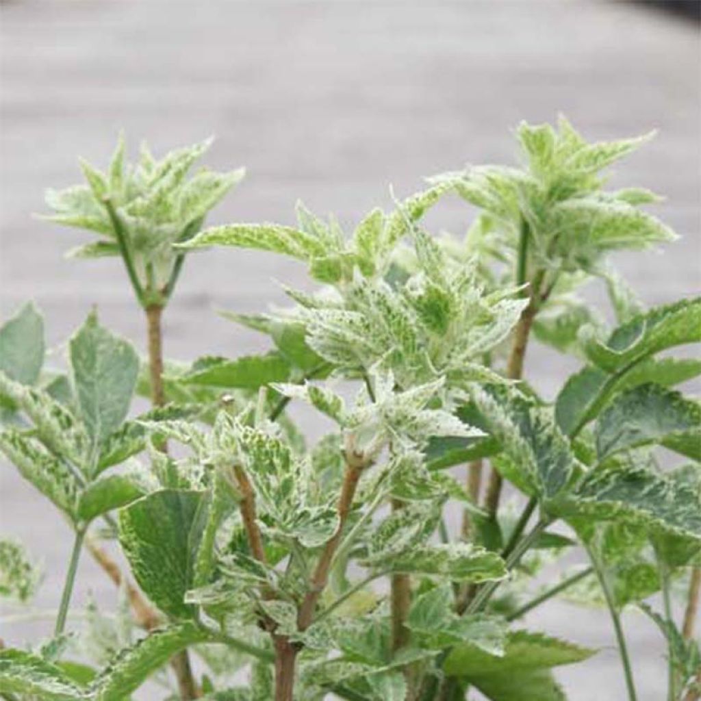 Sureau noir panaché - Sambucus nigra Variegata