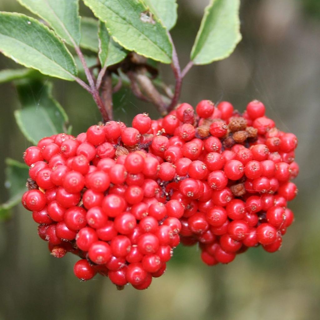 Sureau à grappes - Sambucus racemosa