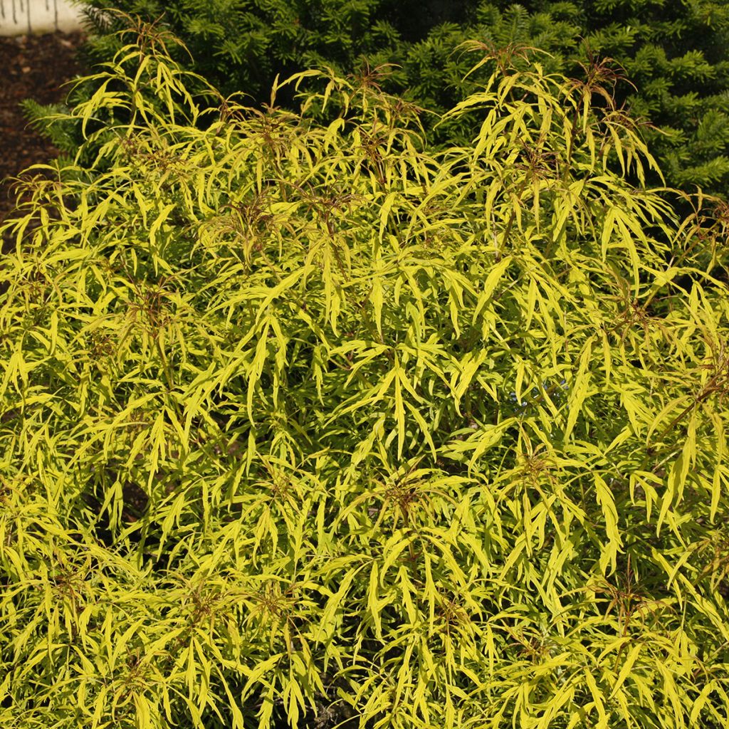 Sureau à grappes - Sambucus racemosa Goldenlocks