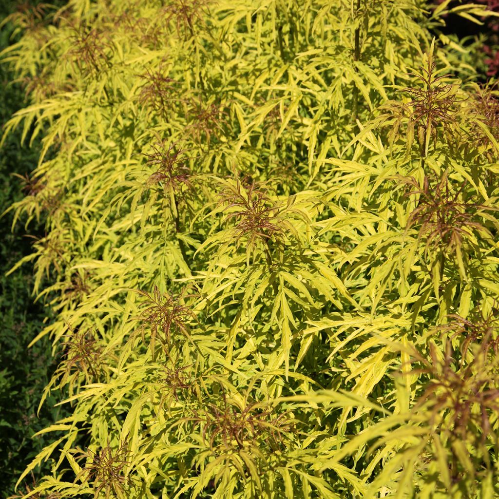 Sureau à grappes - Sambucus racemosa Goldenlocks