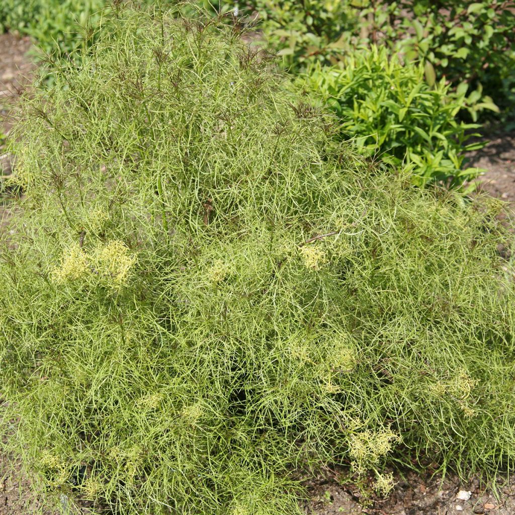 Sureau à grappes - Sambucus racemosa Tenuifolia