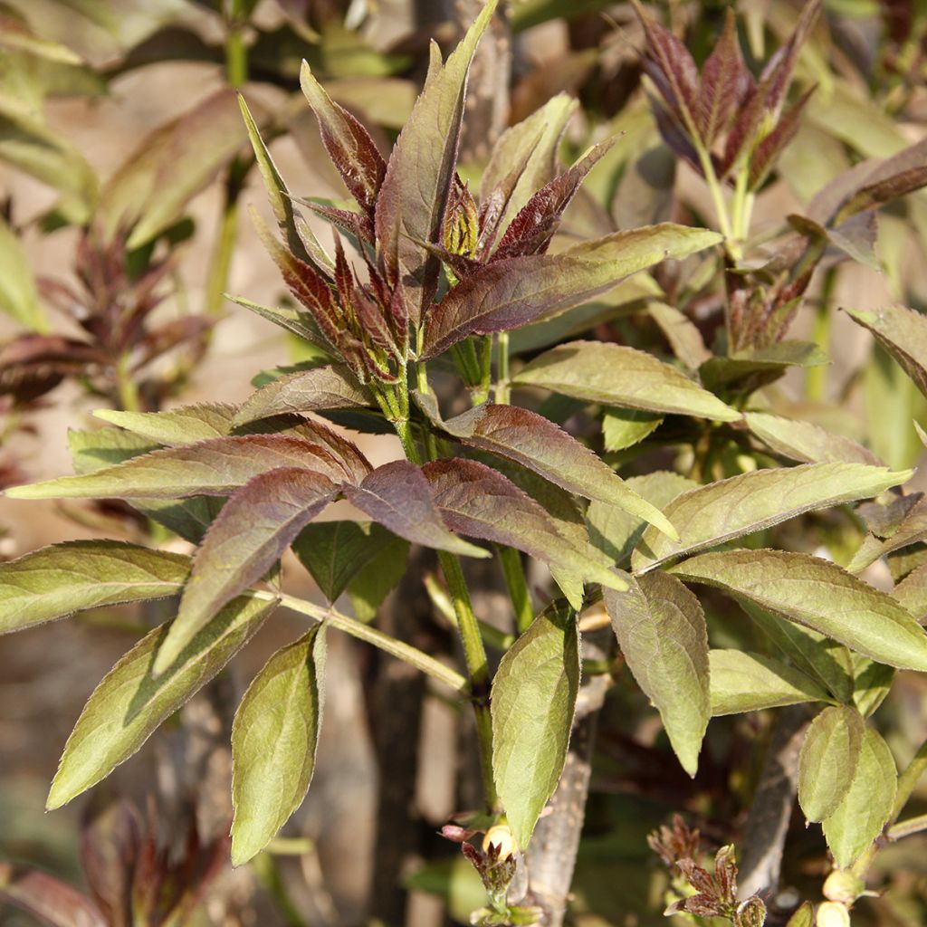 Sureau rouge d'Arménie - Sambucus tigranii