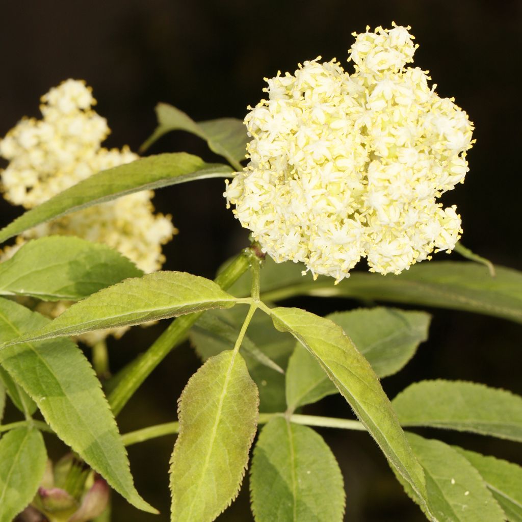 Sureau rouge d'Arménie - Sambucus tigranii