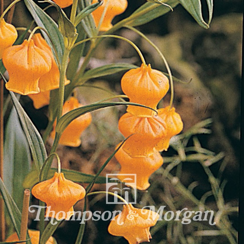 Sandersonia Aurantica
