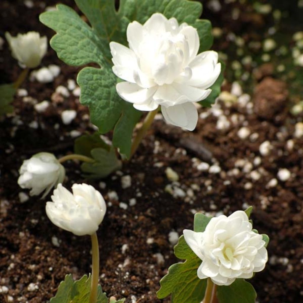 Sanguinaria canadensis Flore Pleno