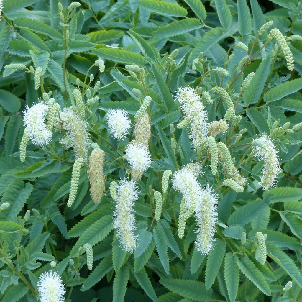 Sanguisorba canadensis - Pimprenelle du Canada