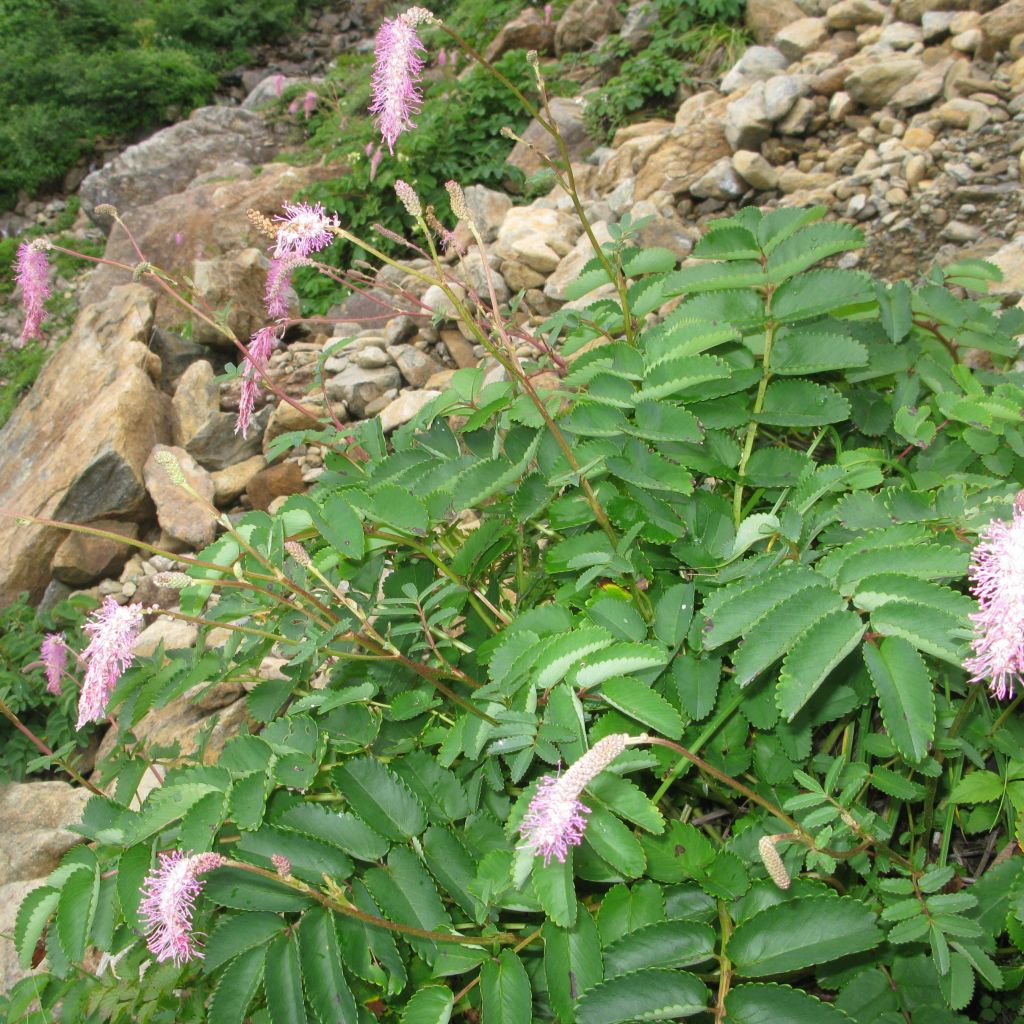 Sanguisorba obtusa - Pimprenelle japonaise