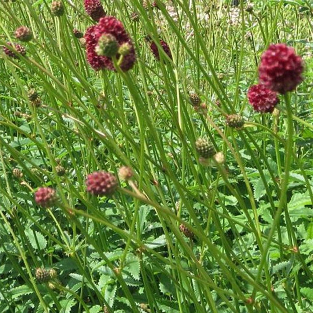 Sanguisorba officinalis Morning Select - Pimprenelle