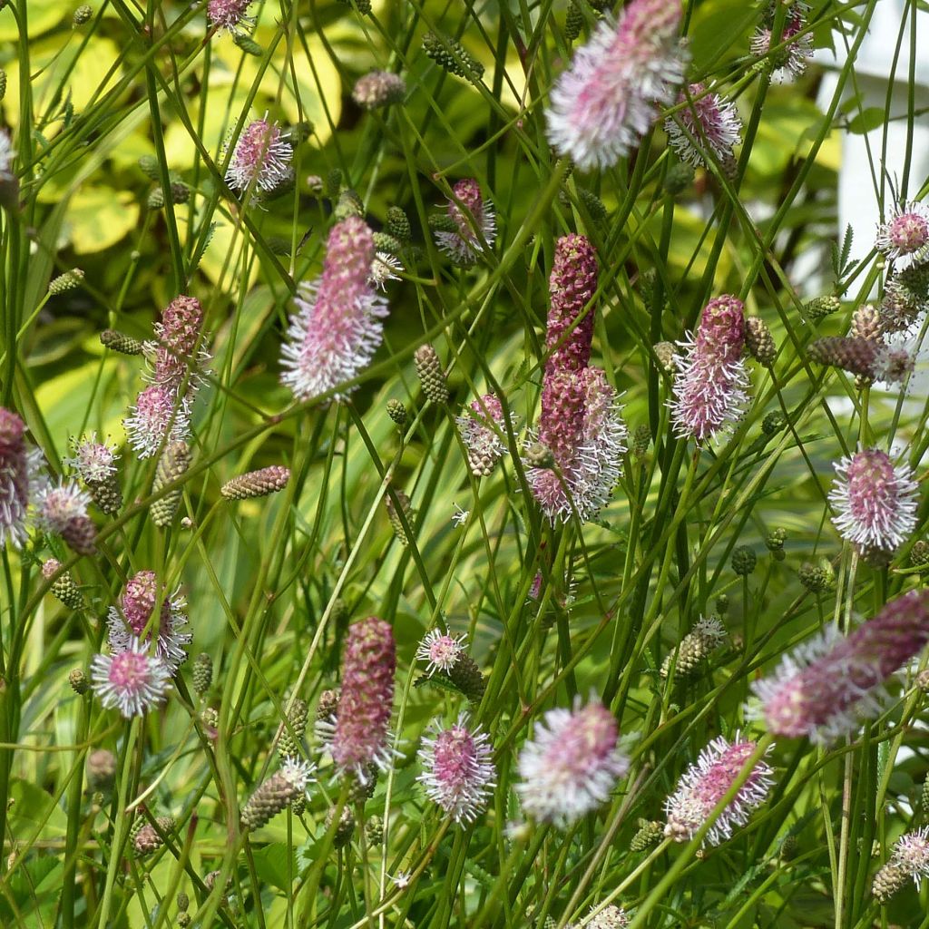 Sanguisorba officinalis Pink Tanna - Grande Pimprenelle